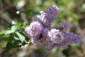 Syringa vulgaris